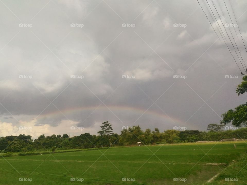 Landscape, Sky, Cloud, Tree, Grass