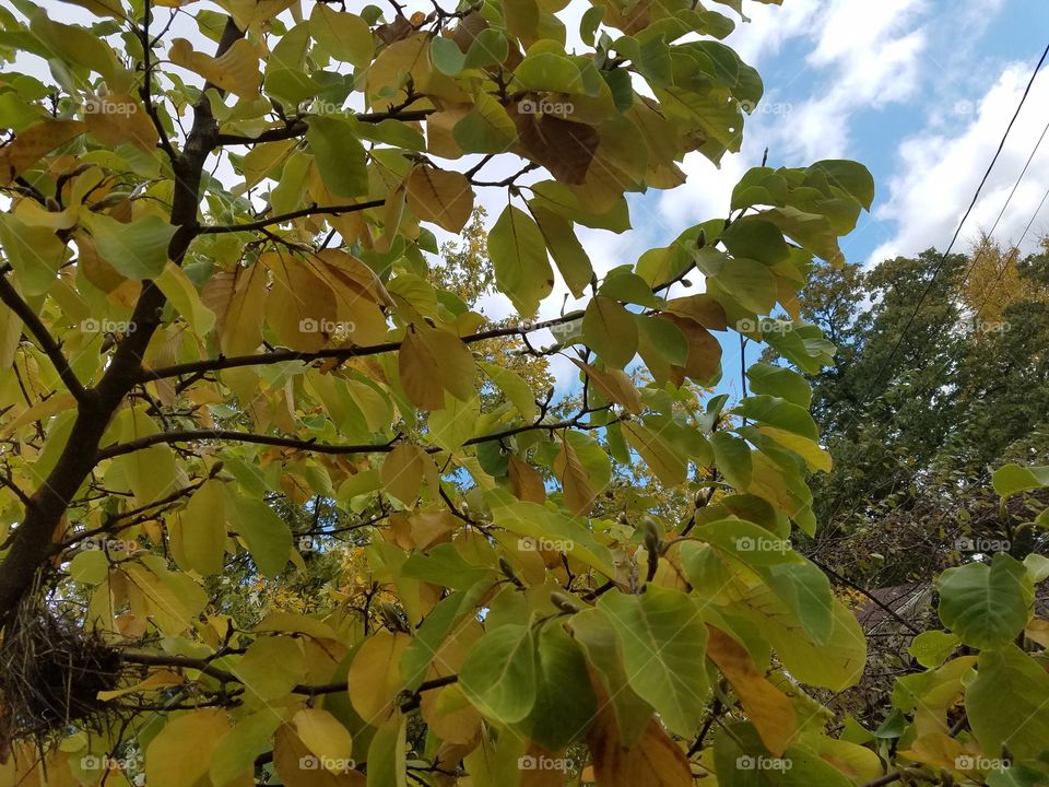 fall season  , autumn