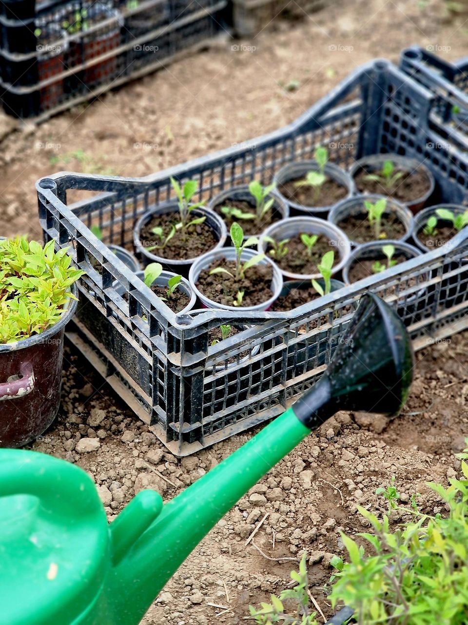 plants ready for planting