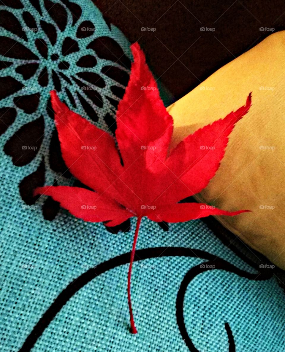 Scarlet. Found this leaf on a morning walk....Brought it home, so that I could make it immortal.