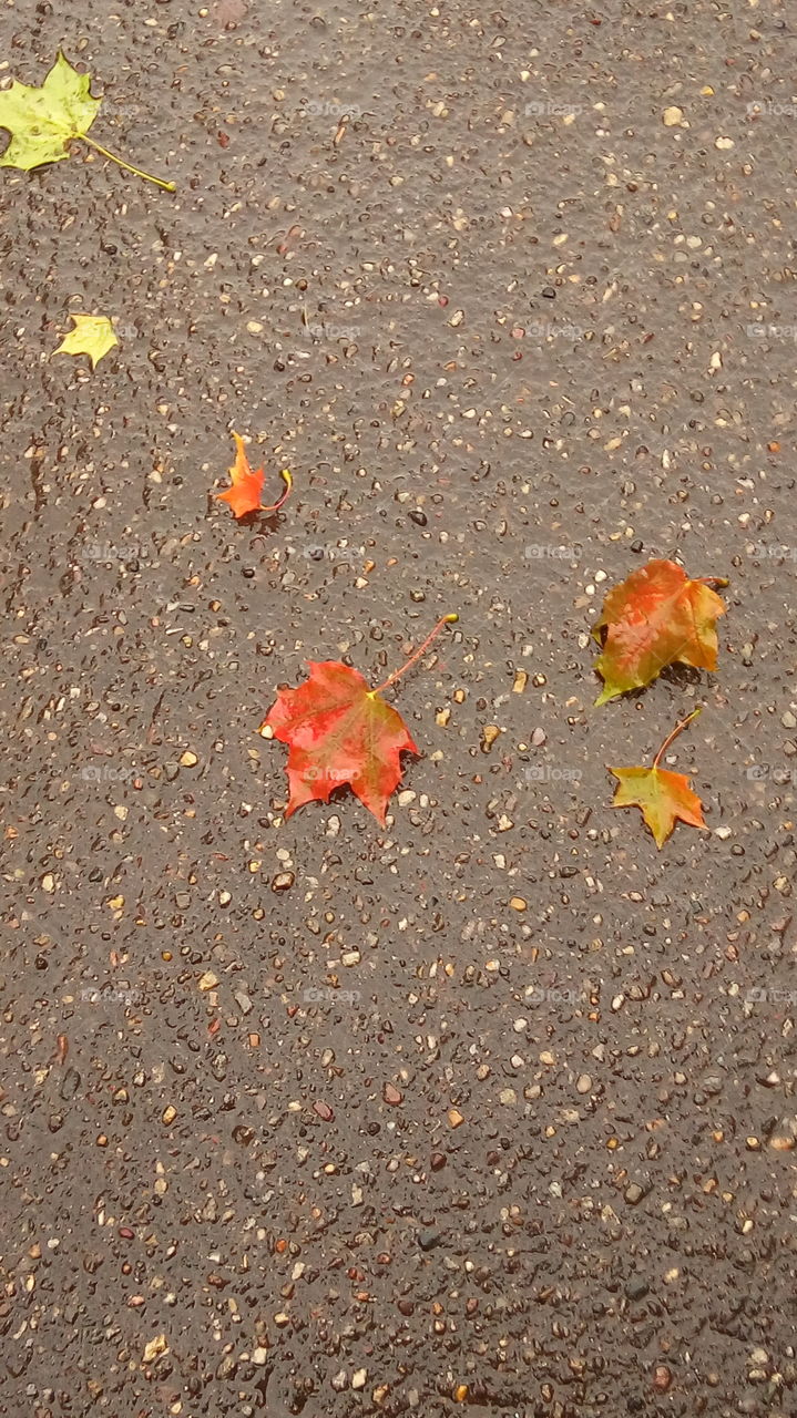 осень.листья.дождь.мокрый.