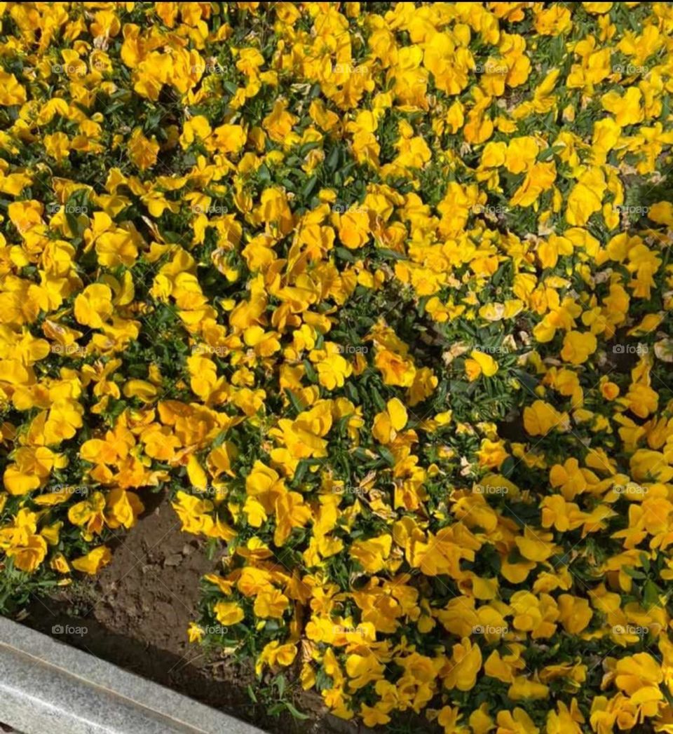 yellow flowers