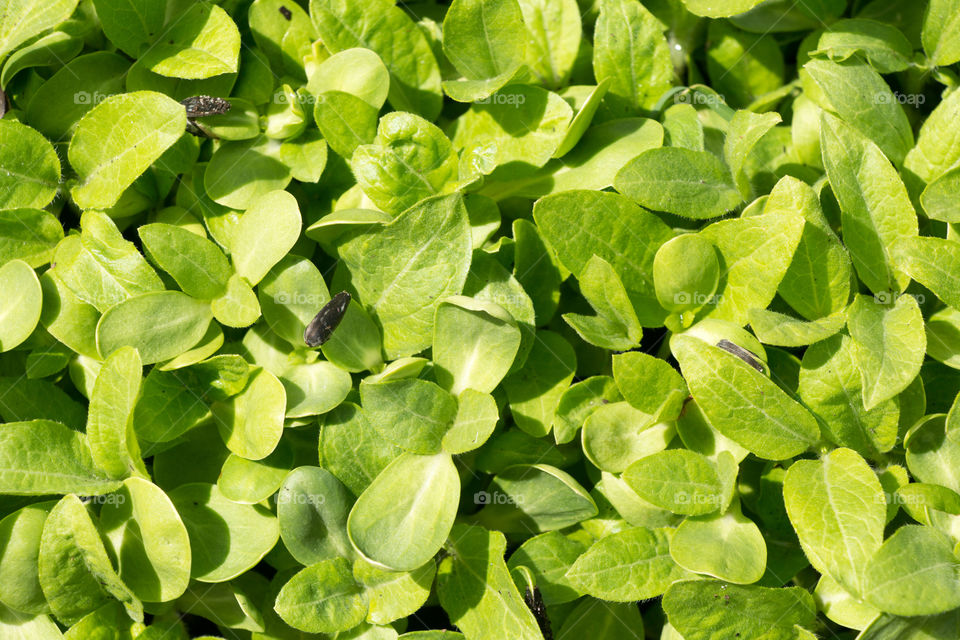 Sunflower microgreens garden