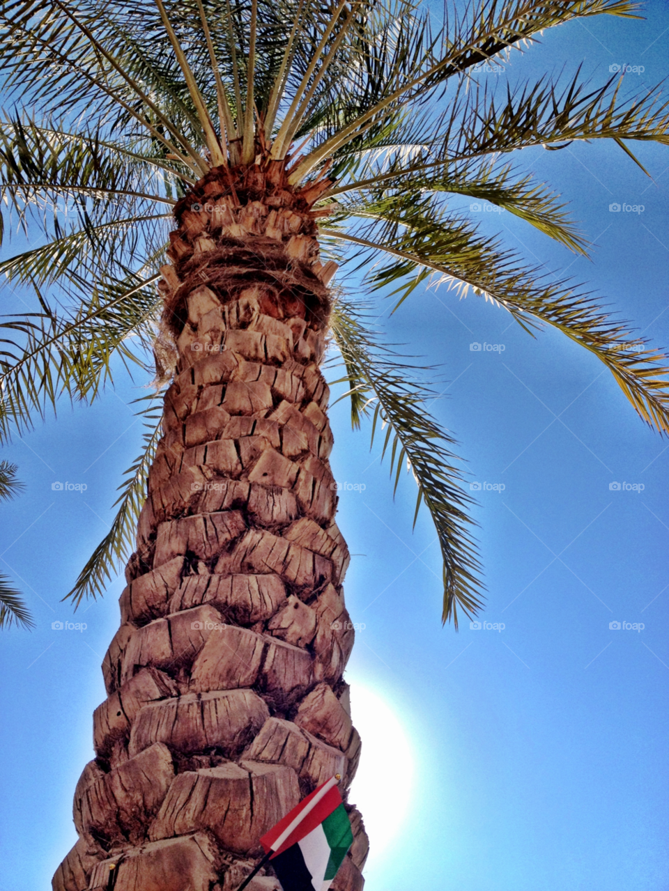 nature summer tree palm by rygod