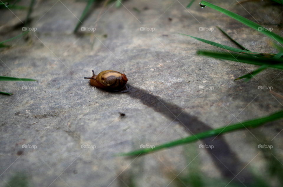 snail making its way across a stone