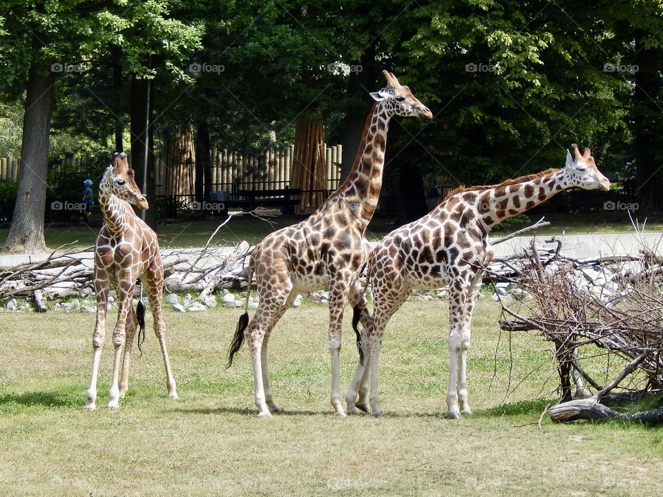 Giraffes in the Krakow zoo 