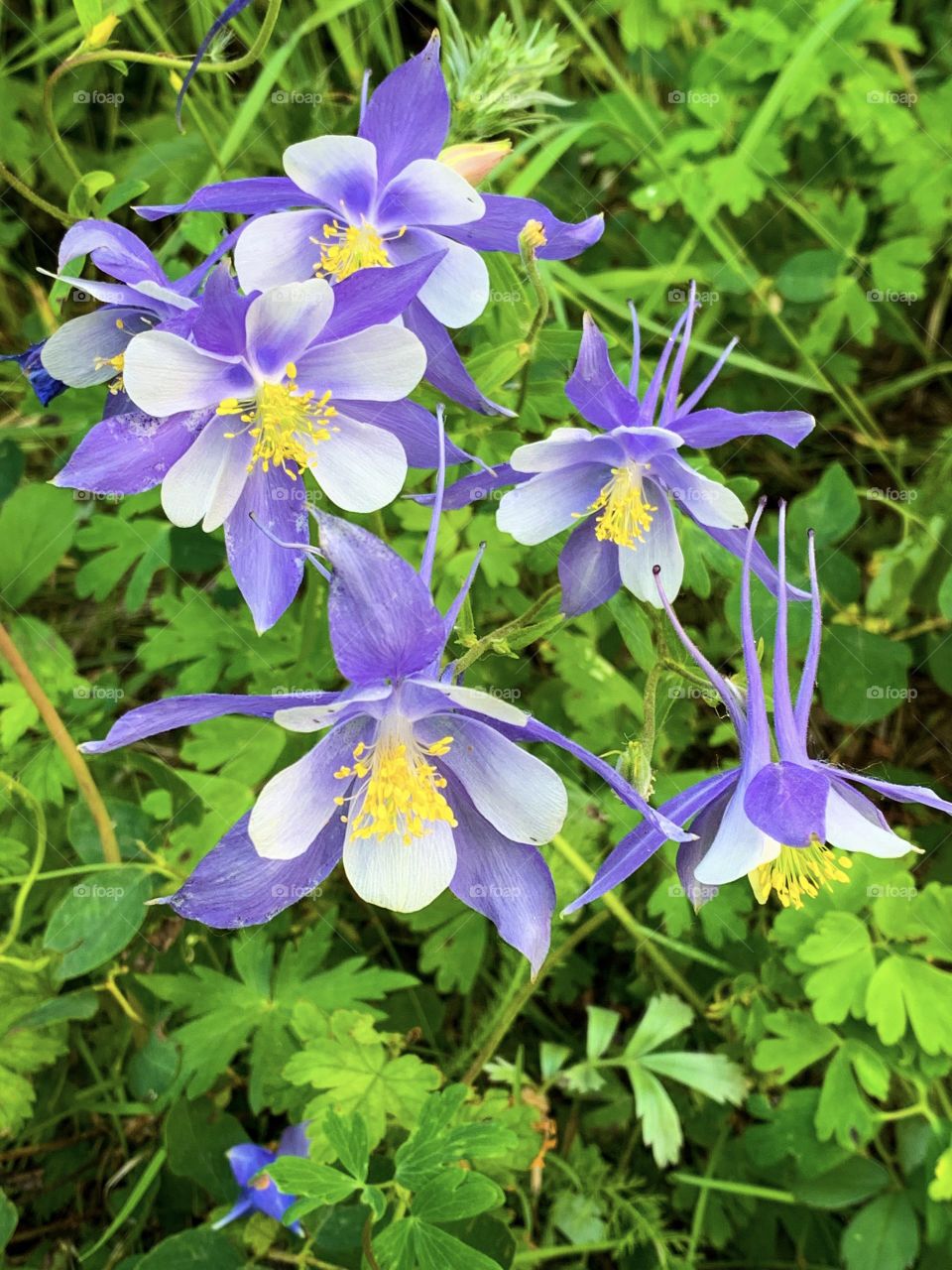 Beautiful Colorado blue columbine flowers peek out onto a hiking trail. These purple and white blooms bring bright color to the wildflowers in the Rocky Mountain wilderness.