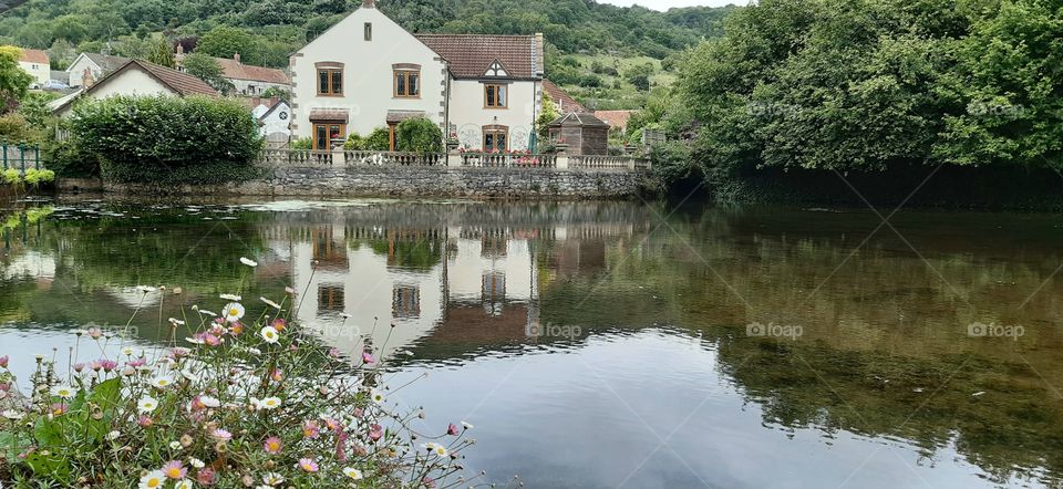 Daisies growing next to pond with house reflecting in the water