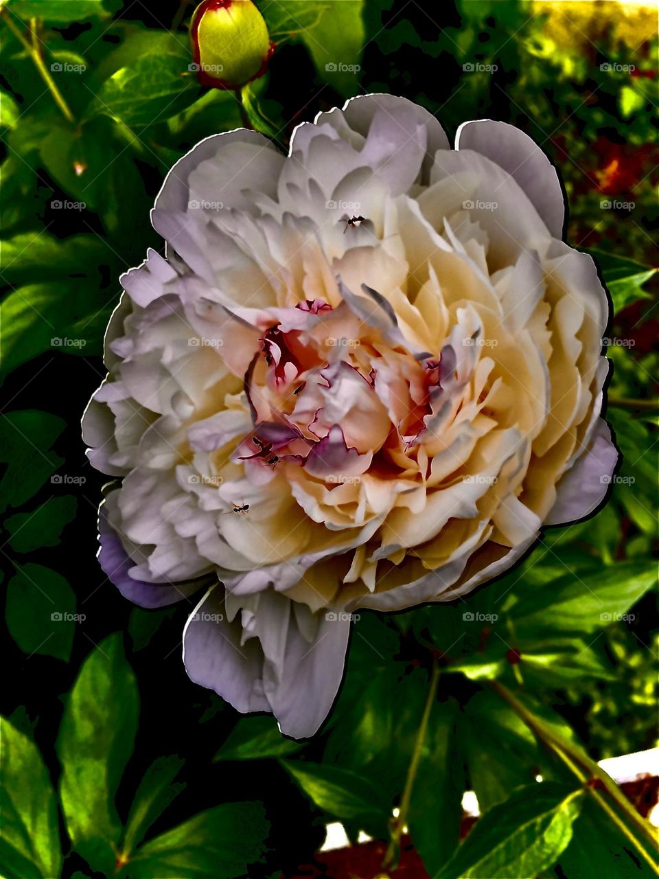 Subdued peony