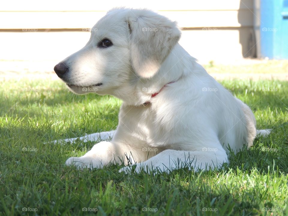 Labrador retriever resting on grassy field