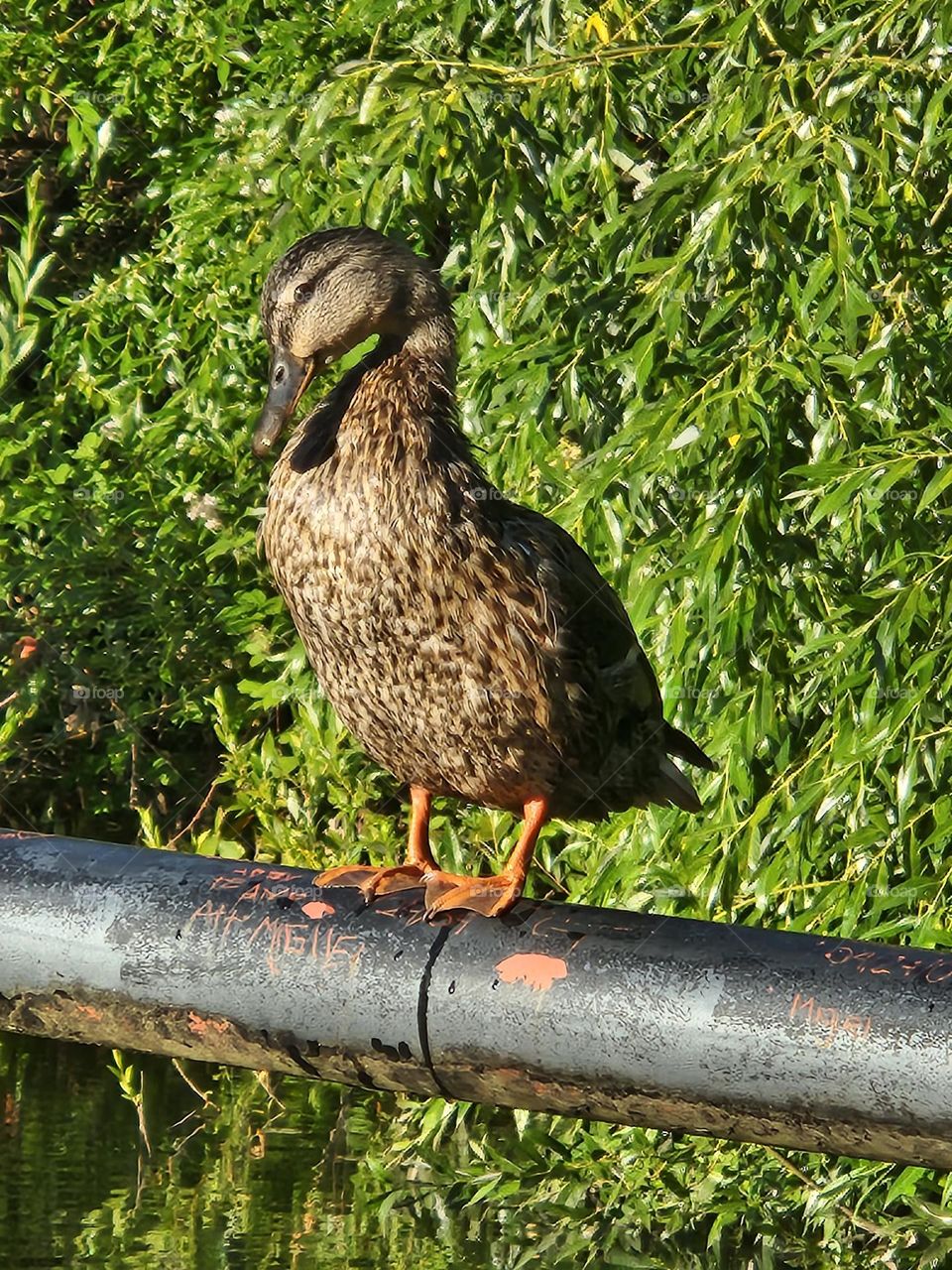 brown duck resting on a railing in the evening