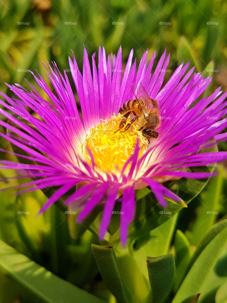 a Bee collecting pollen