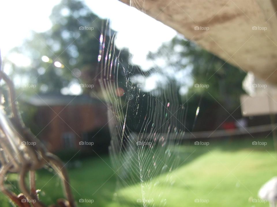 Spiderweb glistening in the sun