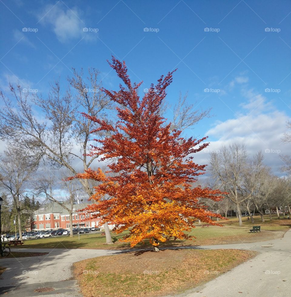 A beautiful tree turning during school