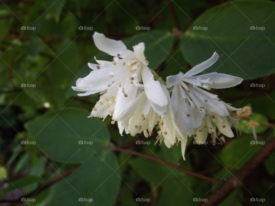 Delicate Flowers