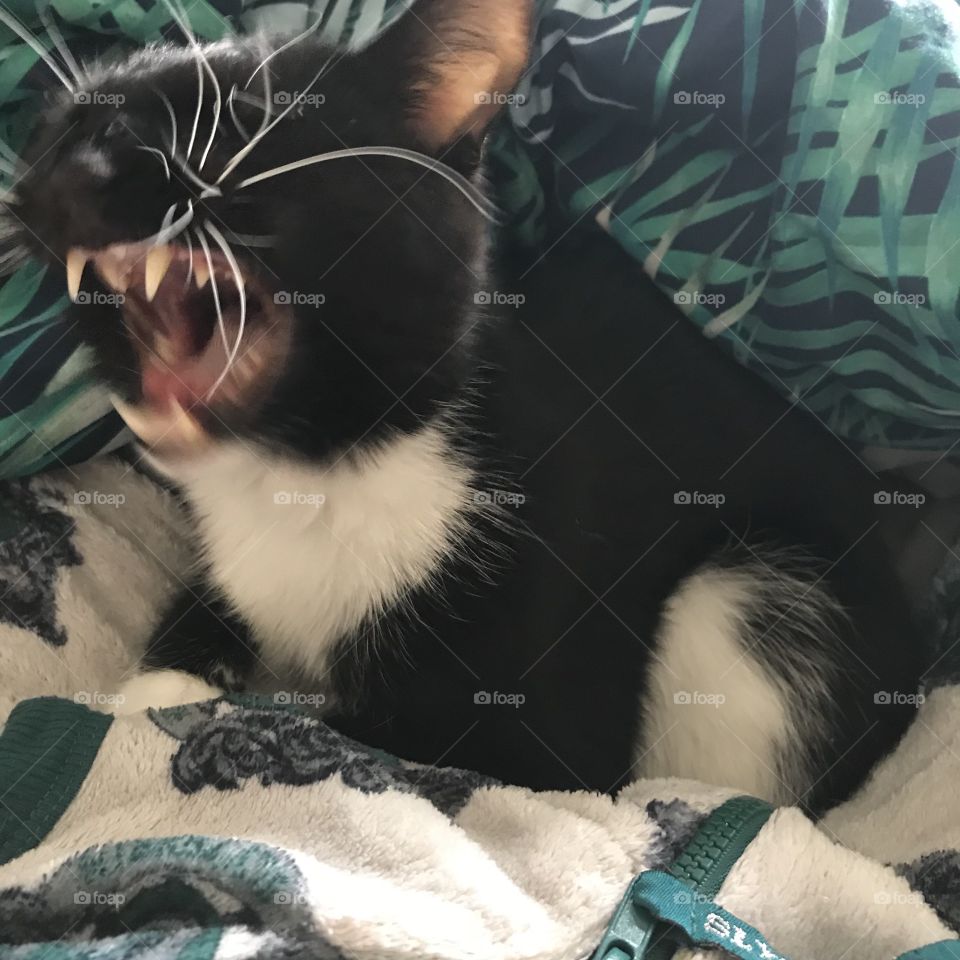 I caught this little gremlin mid yawn as he woke up from his afternoon nap. He doesn’t even have his eyes open the lazy sod!