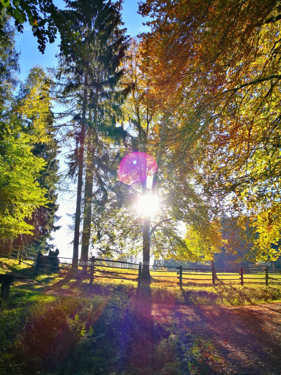 Forrest / Waldspaziergang