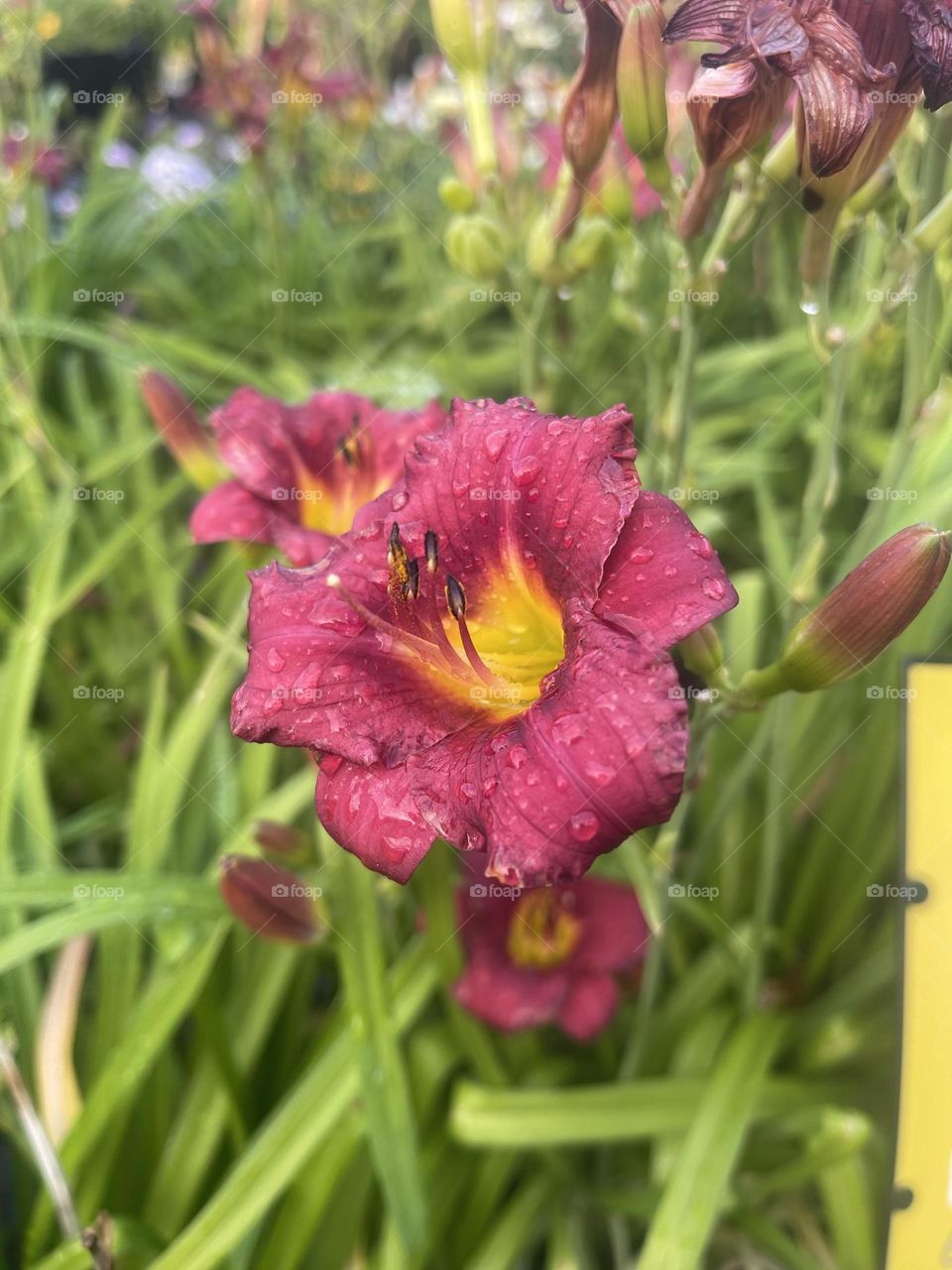 I find such beauty in not only the colors of flowers, but when water droplets sit lightly on the petals it always makes me stop and take a look. 