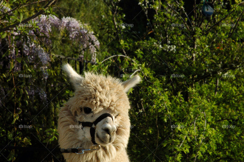 wool alpaca shearing alpacas by illusionfactory