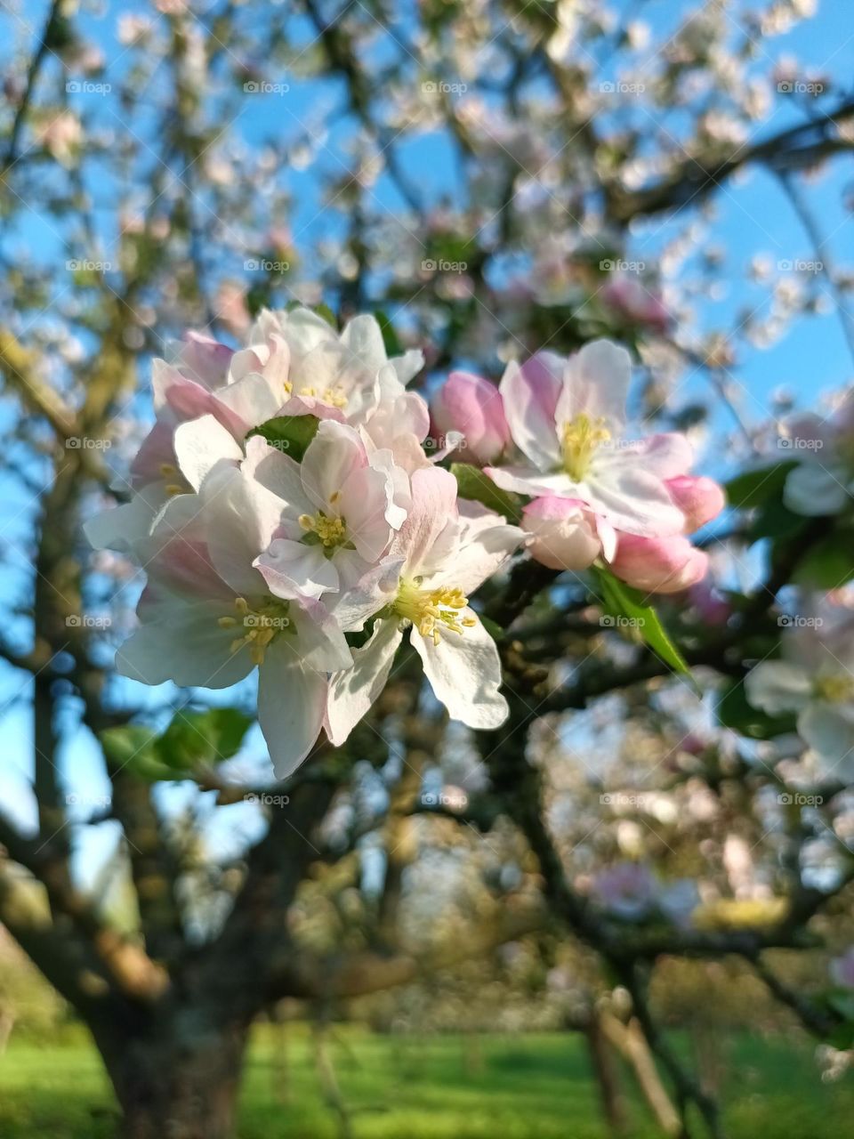 Crab apple tree