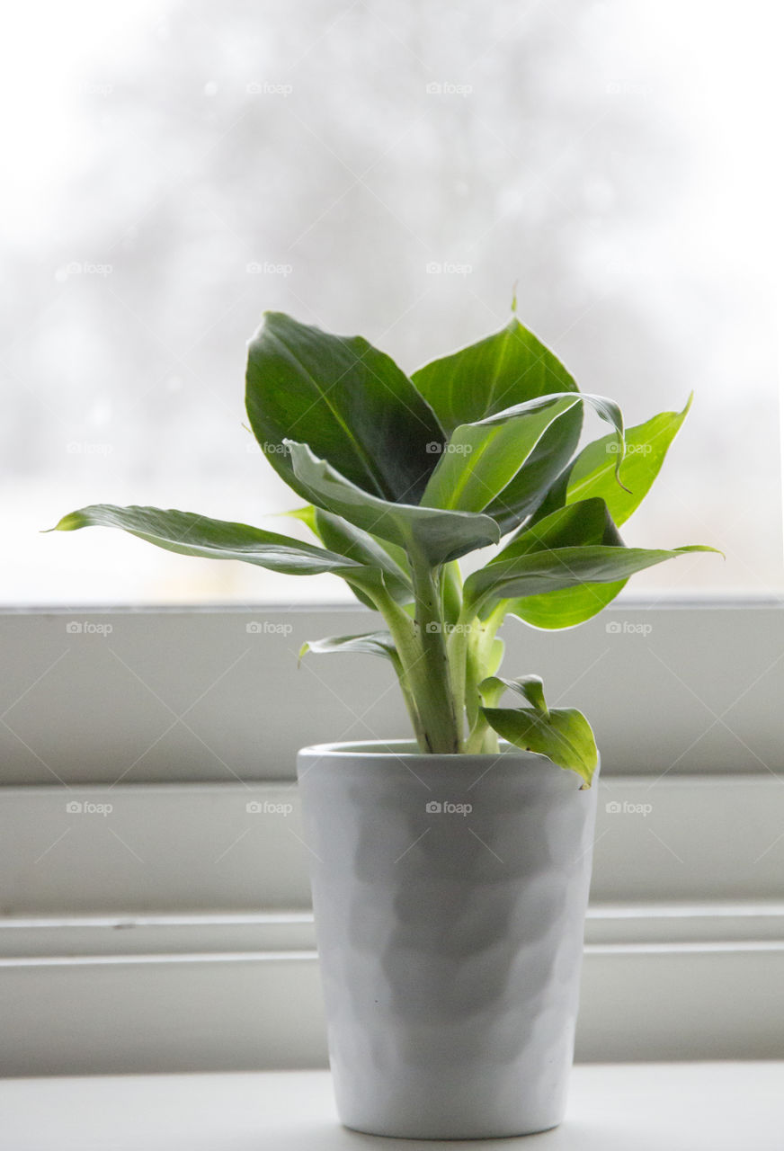 Potted plant in white pot on window sill