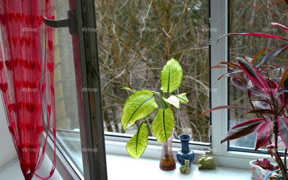 Window, Glass Items, Flower, Leaf, Decoration