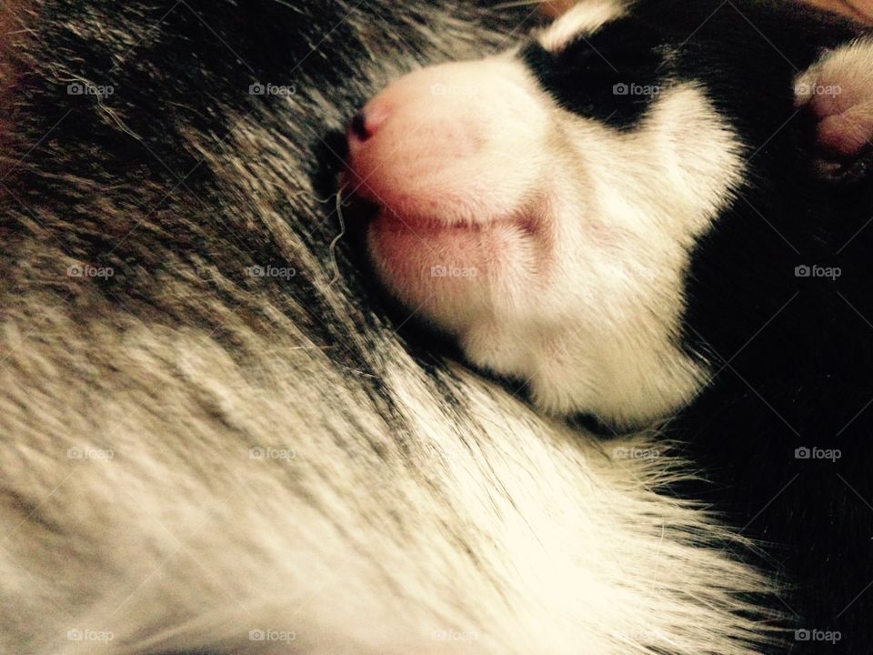 Husky puppy sleeping