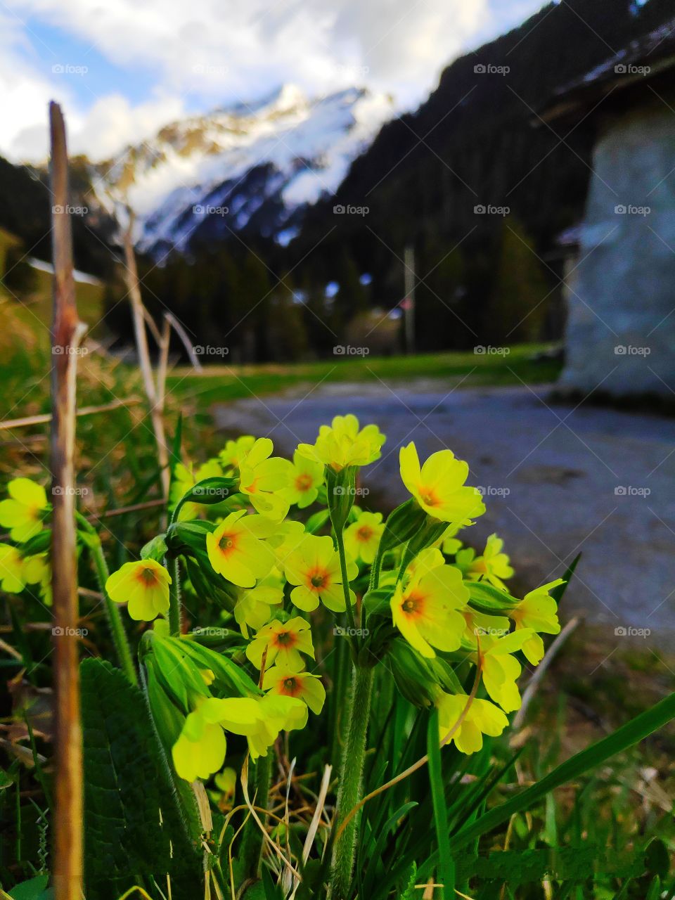 Yellow flowers, in background there are mountains with snow