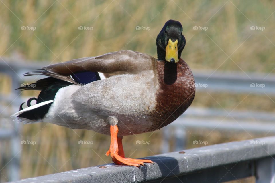 Mallard Duck on the Railing