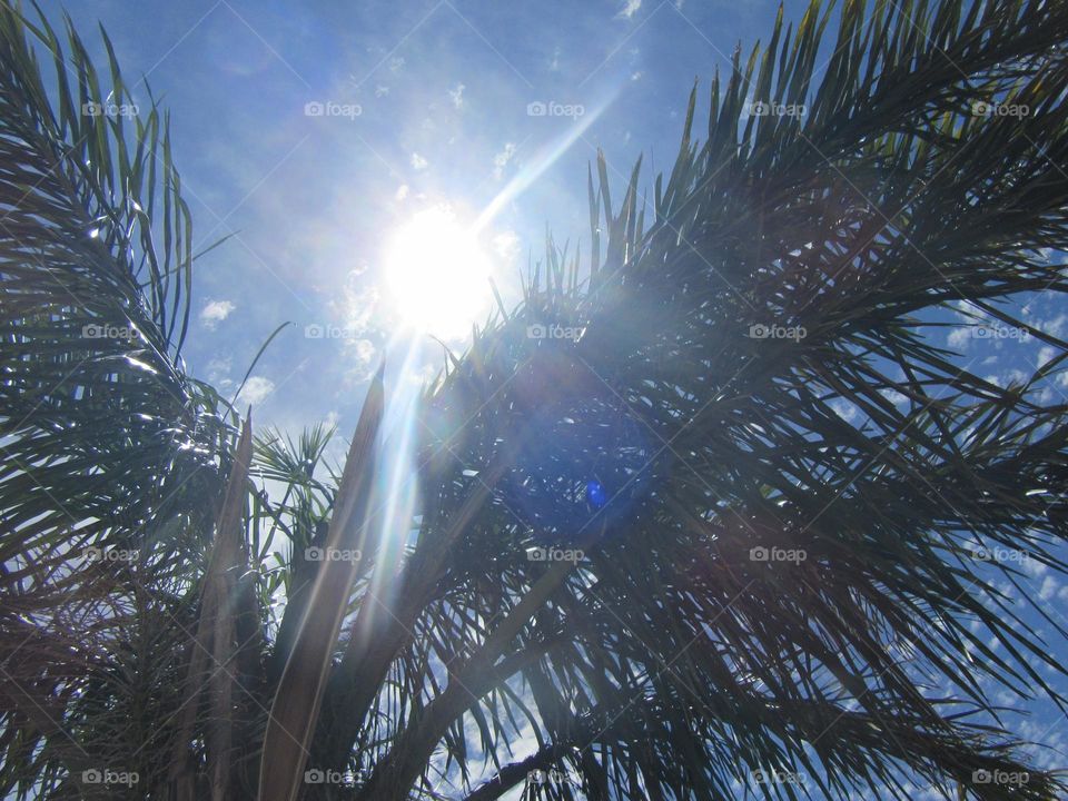 sun beams through branches