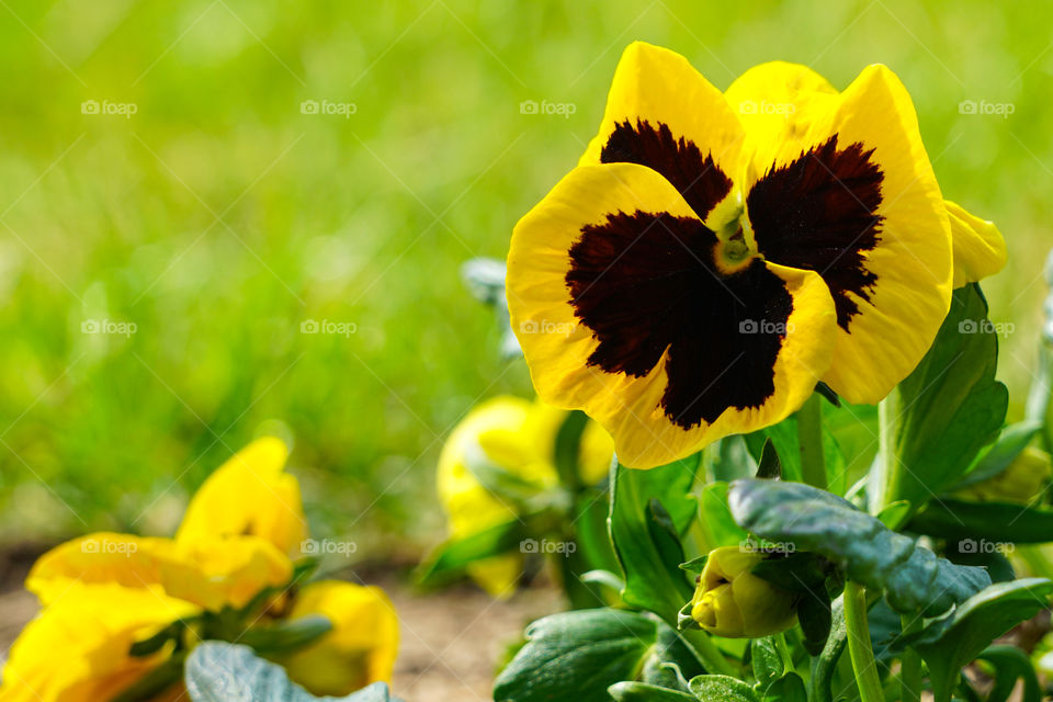 closeup image of a yellow pansy flower viola wittrockiana in a garden