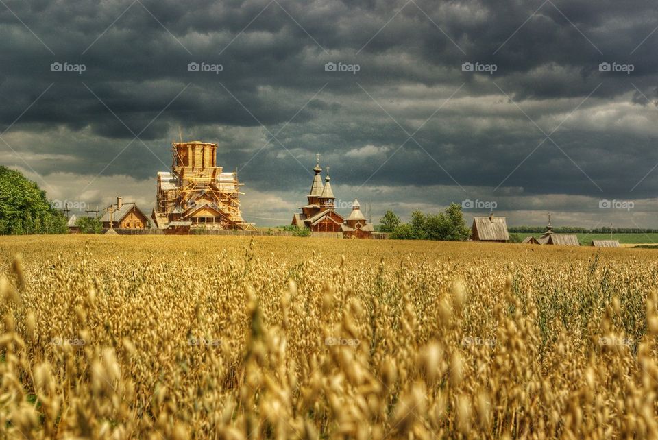 Oat field. 