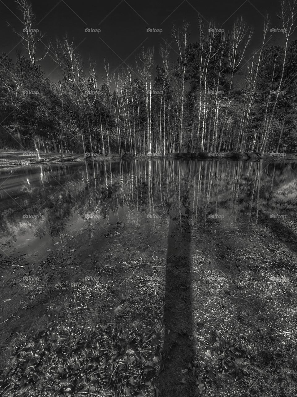 Tree Reflections 