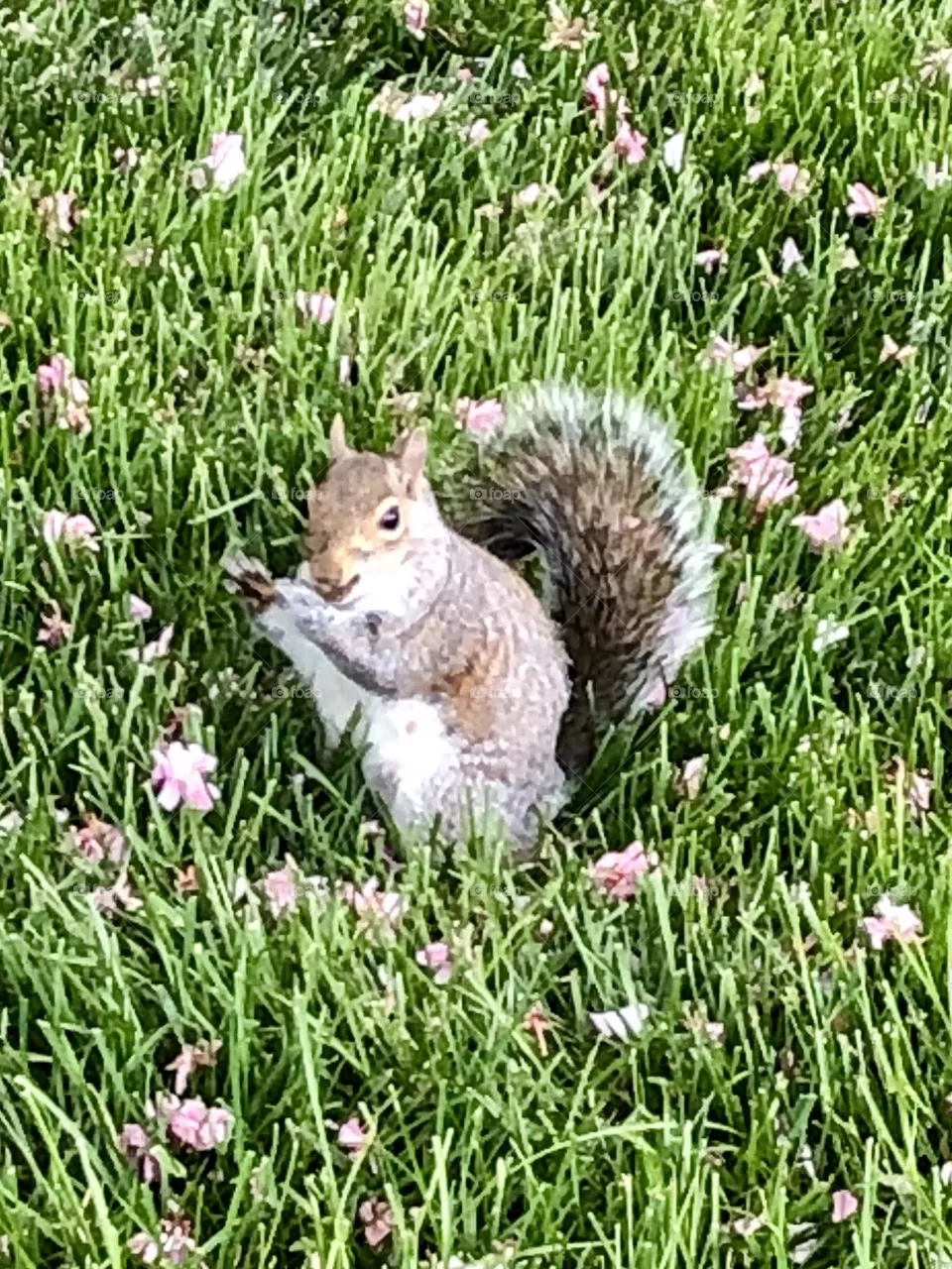 Cheeky & cute Squirrel at the park  
