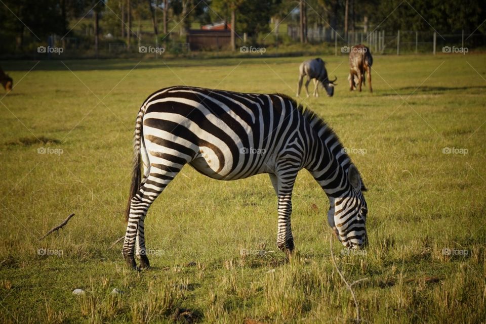 zebra