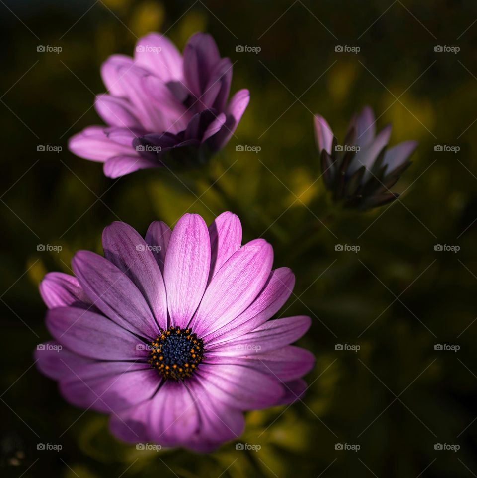 Sun dappled flowers