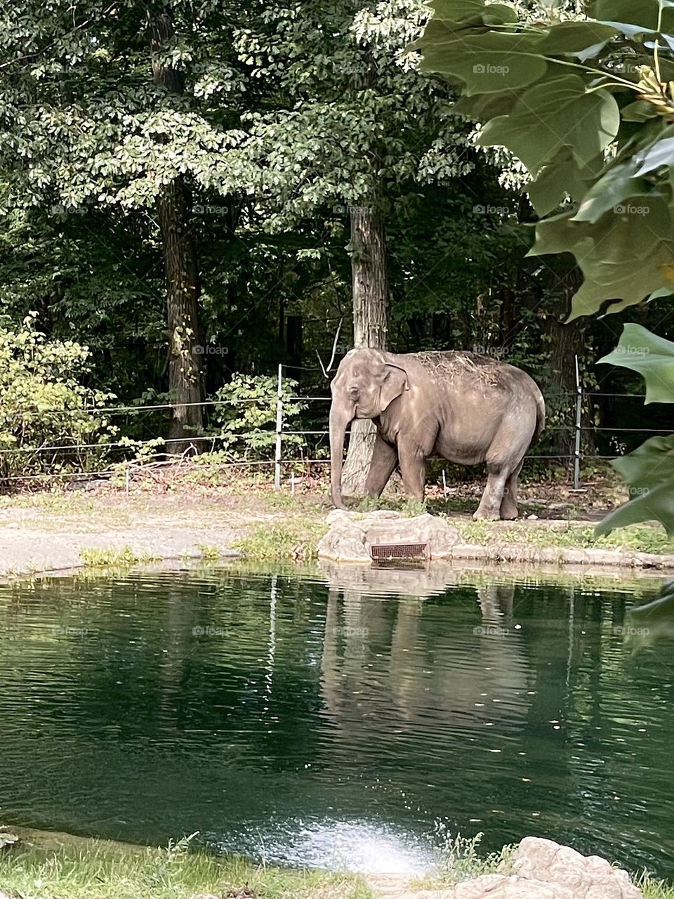 Asian elephant at the Bronx Zoo