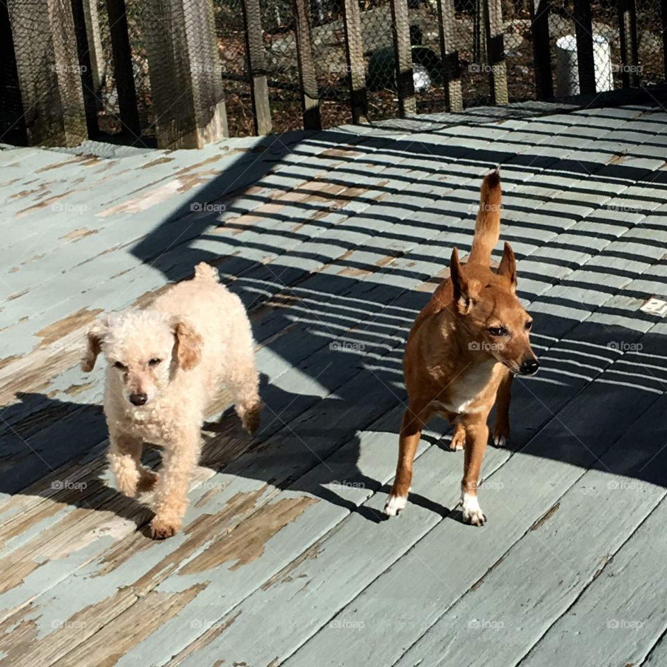 High angle view of dog