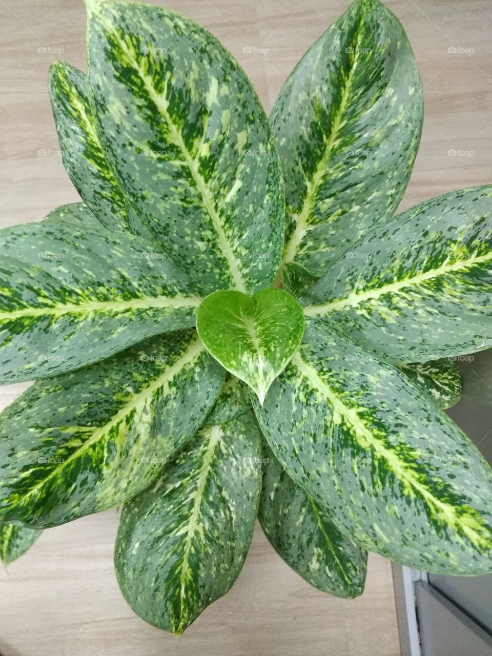 green leaf in nature