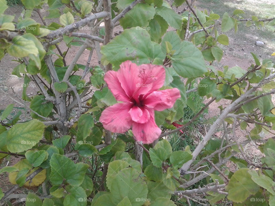 Flower in public garden