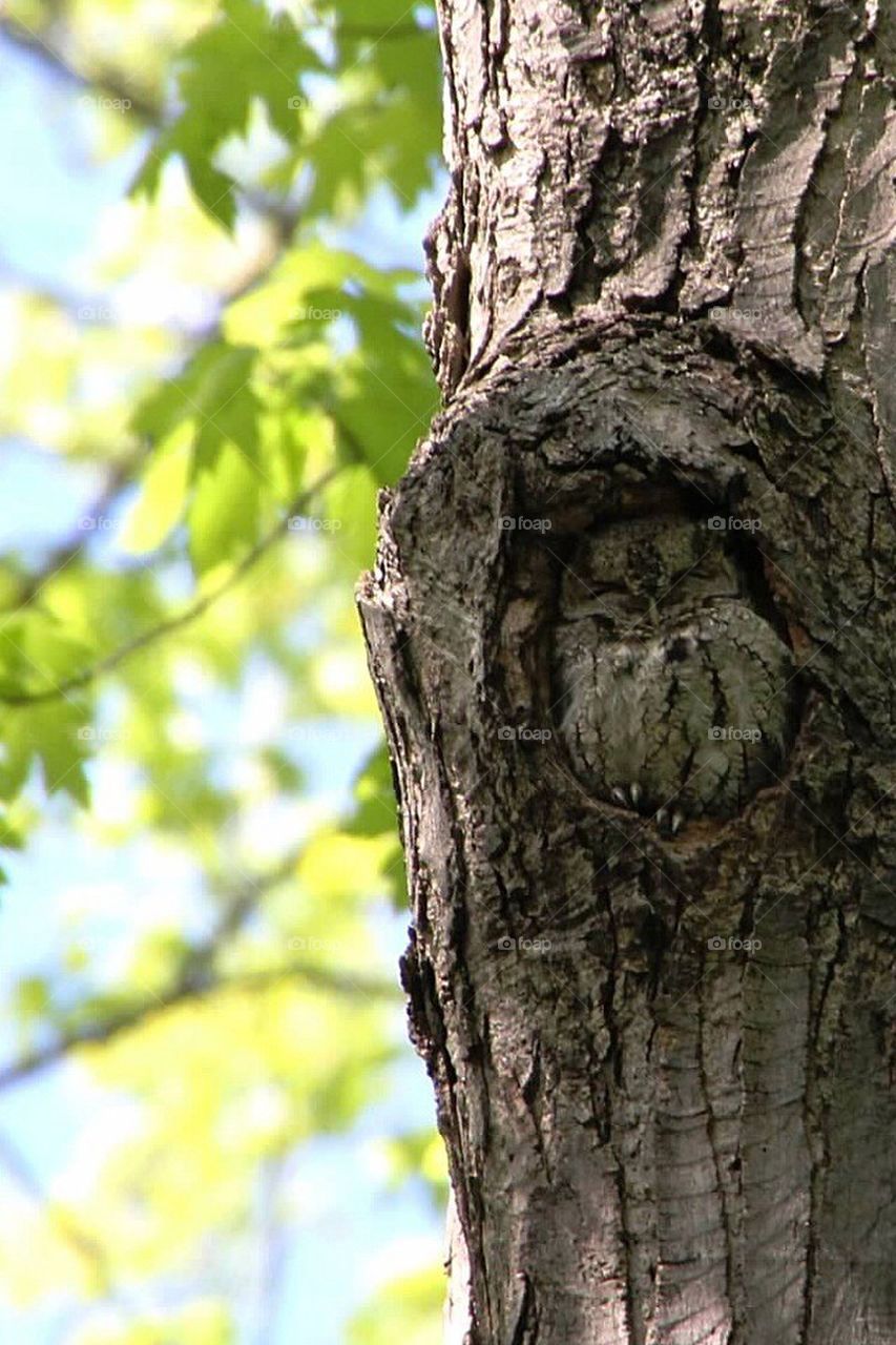 Screech owl at Tinker Nature