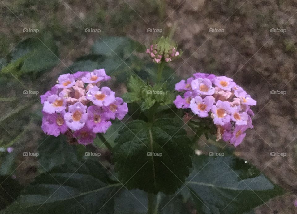 🌹 🇺🇸 Very beautiful flowers to brighten our day.  Live nature and its beauty. Did you like the delicate petals? / 🇧🇷 Flores muito bonitas para alegrar nosso dia. Viva a natureza e sua beleza. Gostaram das pétalas delicadas? 