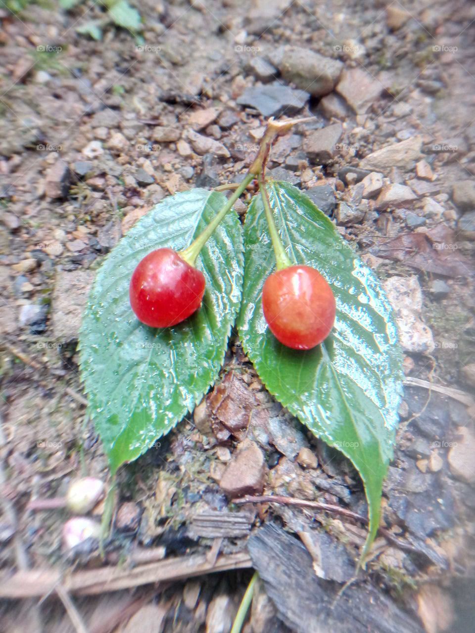 red cherry