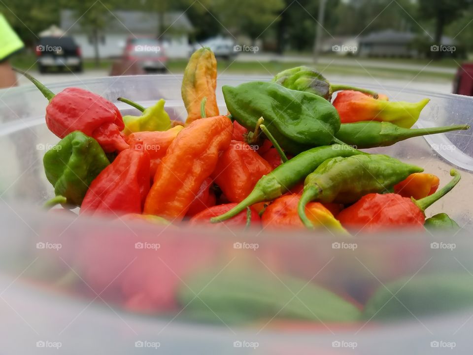 anyone want a hot pepper. lol