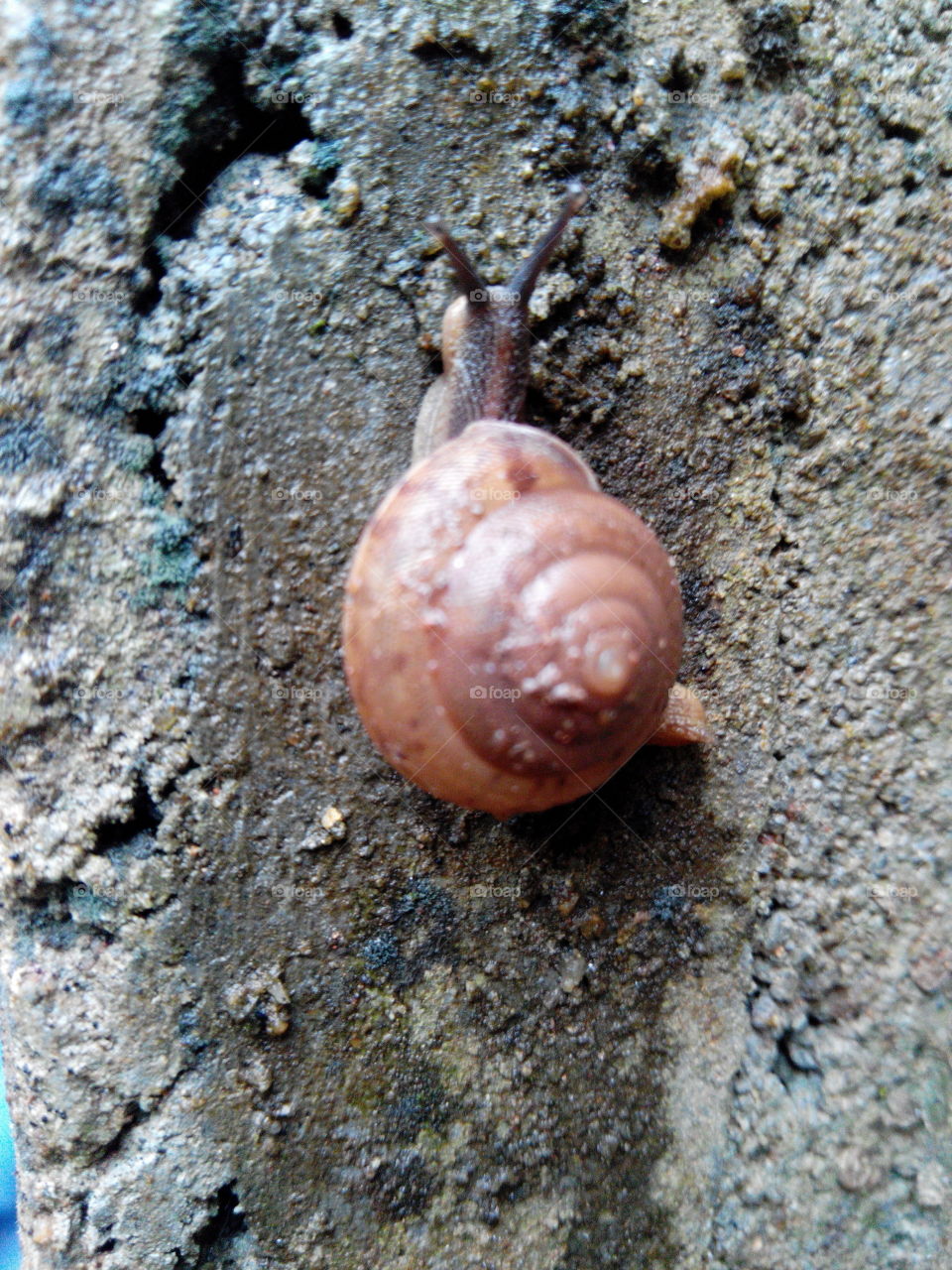 snail