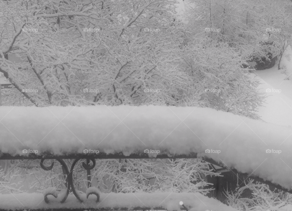 trees winter cold snow by perimack62