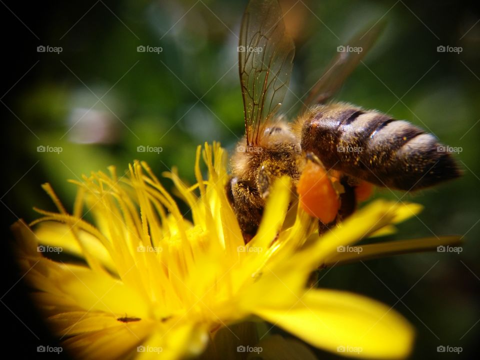 Side view of honey bee pollinating flower