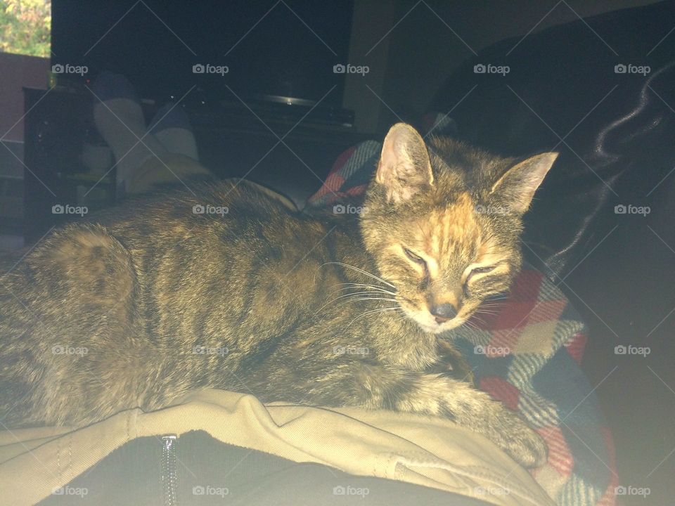 Cat, Mammal, No Person, Pet, Animal