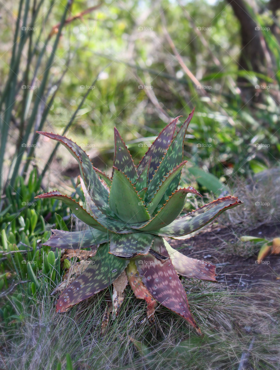 The poor tattered aloe plant growing in the wild