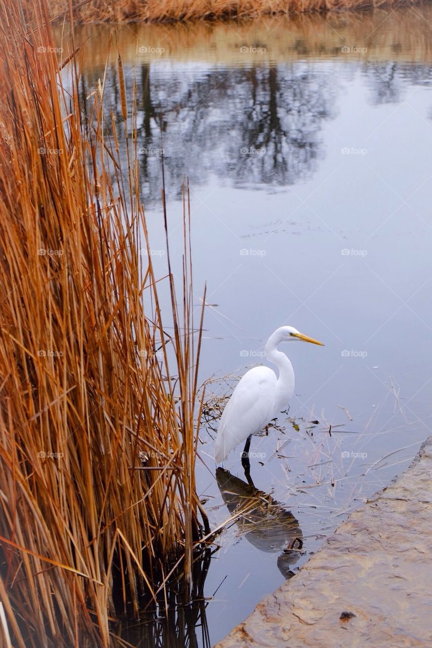 Egret in pond with reeds 